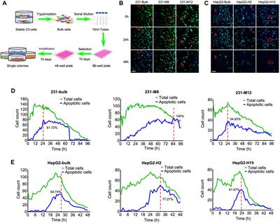 An In Vivo Fluorescence Resonance Energy Transfer-Based Imaging Platform for Targeted Drug Discovery and Cancer Therapy